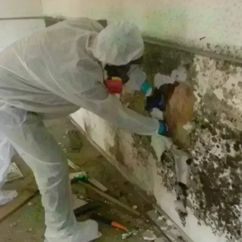 Mold Remediation and Removal in Del Rio, TX